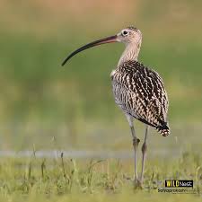 Attēlu rezultāti vaicājumam “Numenius arquata”