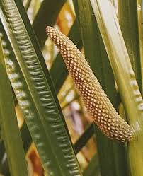 Attēlu rezultāti vaicājumam “Acorus calamus”