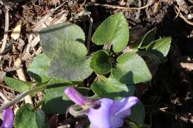 Attēlu rezultāti vaicājumam “Viola rupestris flower”