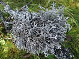 Attēlu rezultāti vaicājumam “Pseudevernia furfuracea”