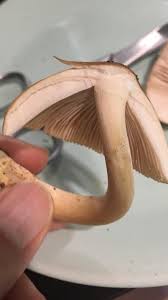 Attēlu rezultāti vaicājumam “Amaurochaete fusiformis spores”