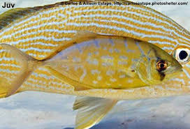 Image result for Caranx bartholomaei