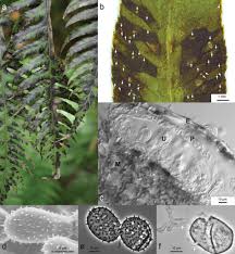 Attēlu rezultāti vaicājumam “Melampsoridium sp.”