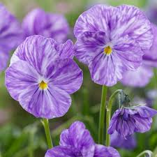 Attēlu rezultāti vaicājumam “Viola x williamsii flower”