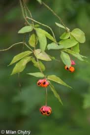 Attēlu rezultāti vaicājumam “Euonymus verrucosus fruit”