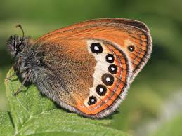 Attēlu rezultāti vaicājumam “Coenonympha hero underside”