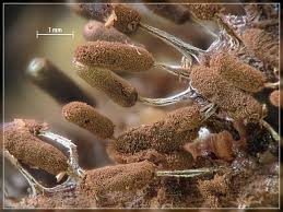 Attēlu rezultāti vaicājumam “Stemonitopsis typhina spores”