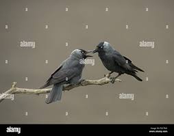 Attēlu rezultāti vaicājumam “Corvus monedula adult”