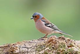 Attēlu rezultāti vaicājumam “Fringilla coelebs juvenile”