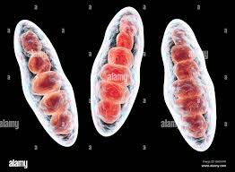 Attēlu rezultāti vaicājumam “Ombrophila violacea spores”