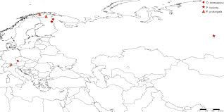 Attēlu rezultāti vaicājumam “Phronia sp.”