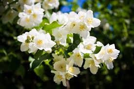 Attēlu rezultāti vaicājumam “Philadelphus lemoinei flower”