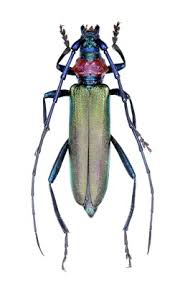 Attēlu rezultāti vaicājumam “Aromia moschata”