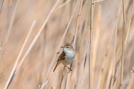 Image result for Acrocephalus agricola