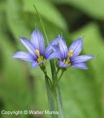 Attēlu rezultāti vaicājumam “Sisyrinchium montanum fruit”