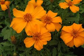 Image result for Tagetes patula
