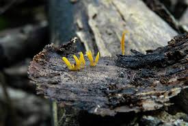 Attēlu rezultāti vaicājumam “Calocera glossoides”