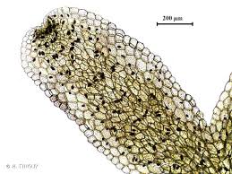 Attēlu rezultāti vaicājumam “Riccardia multifida”