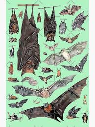 Attēlu rezultāti vaicājumam “Chiroptera”