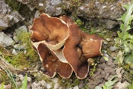 Attēlu rezultāti vaicājumam “Disciotis venosa”