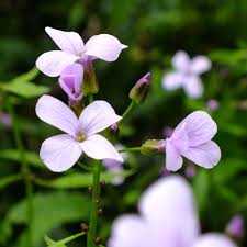 Attēlu rezultāti vaicājumam “Cardamine bulbifera leaf”