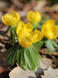 Attēlu rezultāti vaicājumam “Anemone ranunculoides flower”