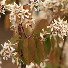Attēlu rezultāti vaicājumam “Carpinus caroliniana male flower”