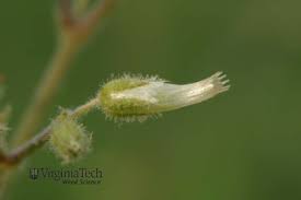 Attēlu rezultāti vaicājumam “Cerastium holosteoides fruit”