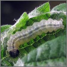 Attēlu rezultāti vaicājumam “Anania hortulata”