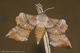 Attēlu rezultāti vaicājumam “Laothoe populi imago”