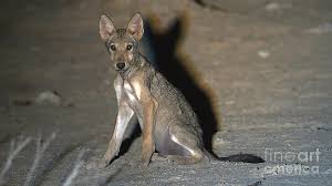 Image result for canis lupus arabs