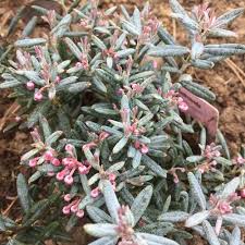 Attēlu rezultāti vaicājumam “Andromeda polifolia leaf”