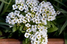 Image result for Alyssum diffusum