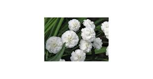 Attēlu rezultāti vaicājumam “Achillea ptarmica fruit”