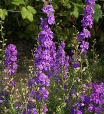 Image result for Delphinium consolida