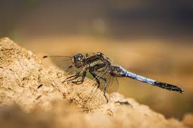 Attēlu rezultāti vaicājumam “Orthetrum cancellatum male”