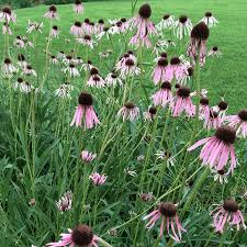 Image result for Echinacea angustifolia