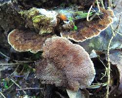 Attēlu rezultāti vaicājumam “Gloiodon strigosus”