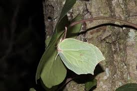 Attēlu rezultāti vaicājumam “Gonepteryx rhamni upperside”