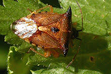 Attēlu rezultāti vaicājumam “Elasmucha ferrugata”