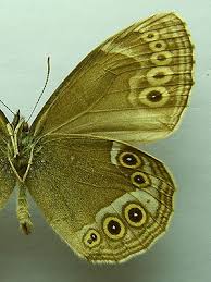 Attēlu rezultāti vaicājumam “Lopinga achine”