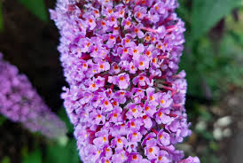 Image result for Buddleja davidii