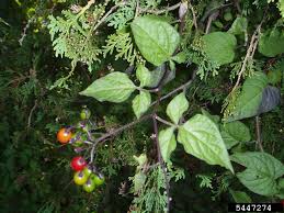 Attēlu rezultāti vaicājumam “Solanum dulcamara fruit”