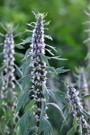 Attēlu rezultāti vaicājumam “Leonurus quinquelobatus”