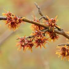 Attēlu rezultāti vaicājumam “Hamamelis vernalis”