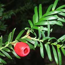 Attēlu rezultāti vaicājumam “Taxus baccata fruit”