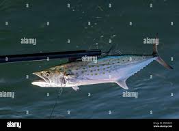 Image result for Scomberomorus maculatus