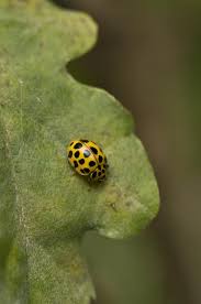 Attēlu rezultāti vaicājumam “Psyllobora vigintiduopunctata”