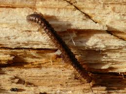 Attēlu rezultāti vaicājumam “Craspedosoma rawlinsi”