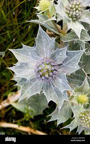 Attēlu rezultāti vaicājumam “Eryngium maritimum leaf”
